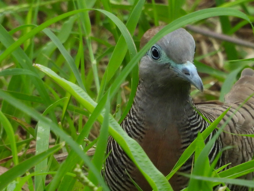 Zebra Dove
