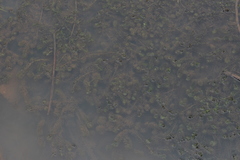 Lagarosiphon major