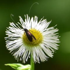 Adela caeruleella