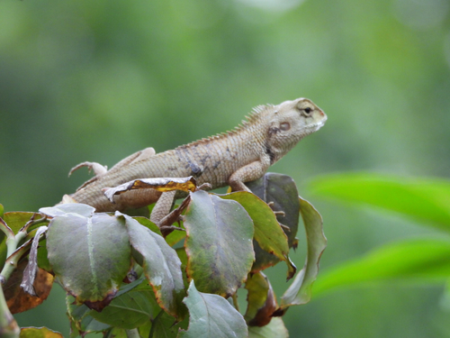 Thai Garden Lizard