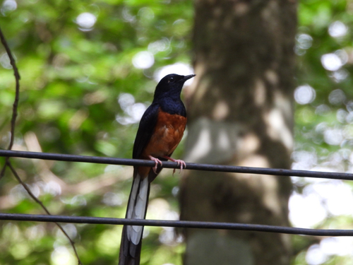 White-rumped Shama