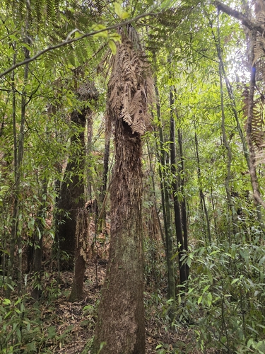Dicksonia fibrosa, photograph 6