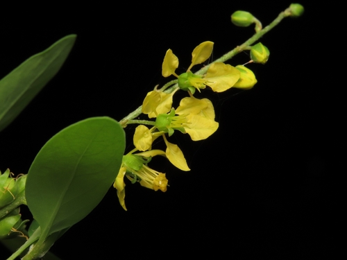 Galphimia angustifolia