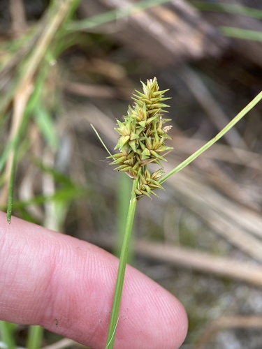Carex arcta observed 2026-09-02