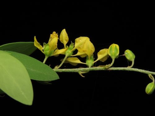 Galphimia angustifolia, photograph 1
