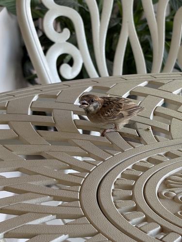 House Sparrow