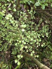 Lophomyrtus obcordata, photograph author not stated, no rights reserved