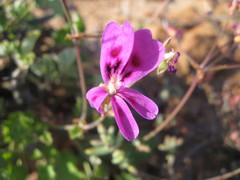 Pelargonium echinatum
