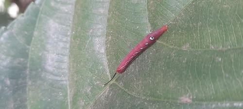Green Pergesa Hawkmoth