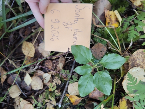 one-sided wintergreen