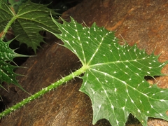 Cnidoscolus maculatus, photograph (c) Abraham Sánchez Romero, some rights reserved (CC BY)