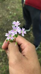 Claytonia sibirica