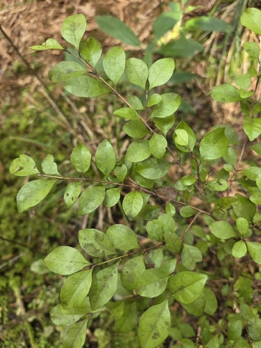 Lophomyrtus ralphii