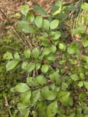 Lophomyrtus × ralphii