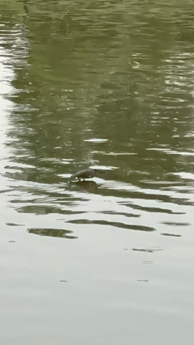 Little Heron
