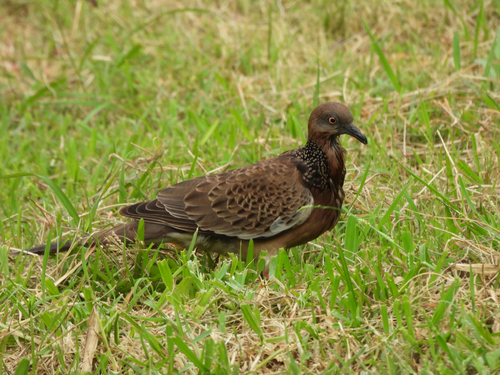 Spotted Dove