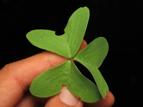 Oxalis drummondii, photograph 6