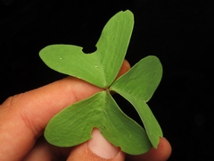Oxalis drummondii, photograph (c) Abraham Sánchez Romero, some rights reserved (CC BY)