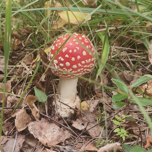 Fly Agaric