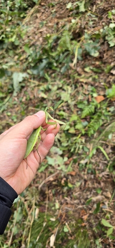 Chinese Mantis