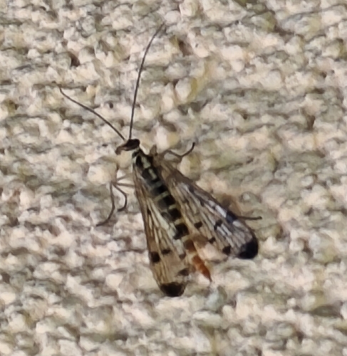 German Scorpionfly