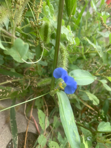Asiatic dayflower
