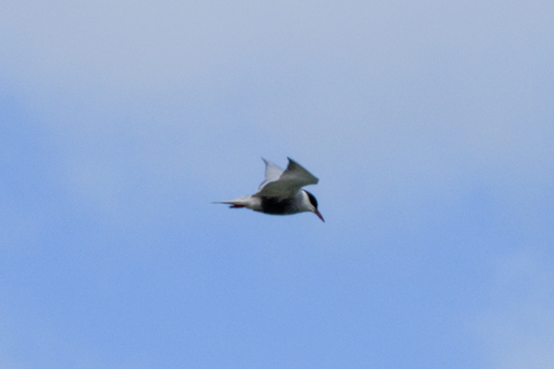 iNaturalist image