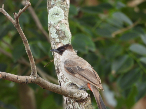 Sooty-headed Bulbul