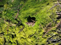 Lithobates magnaocularis