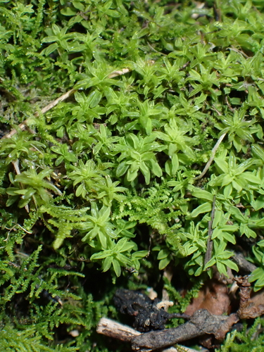 Pseudocrossidium crinitum