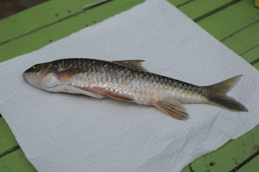 Labeobarbus platystomus