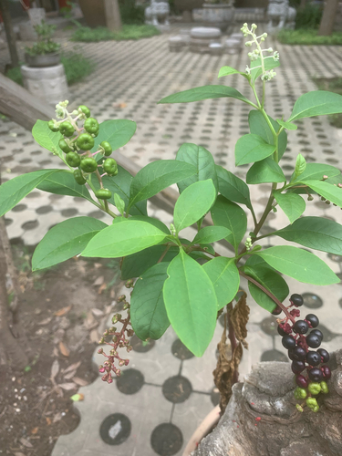 American pokeweed