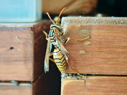 Yellow Oriental Paper Wasp