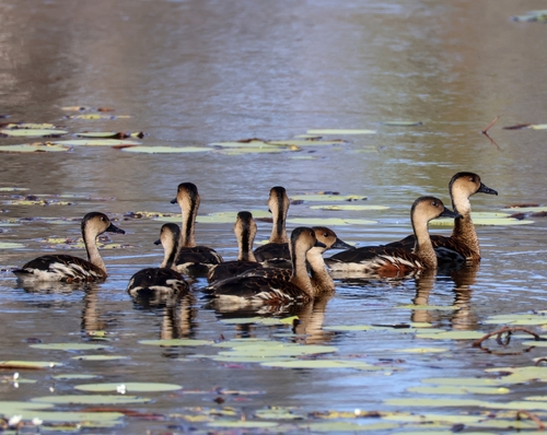 Wandering Whistling-Duck