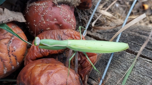 European Mantis
