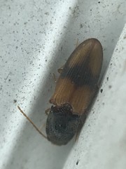 Horistonotus curiatus