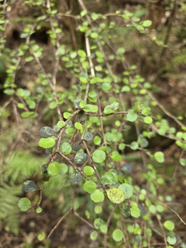 Raukaua anomalus, photograph 3
