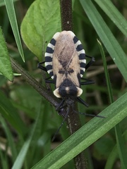 Spartocera alternata