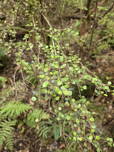 Raukaua anomalus, photograph 4