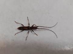 Neocompsa exclamationis