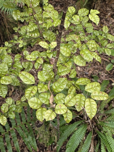 Lophomyrtus bullata, photograph 6