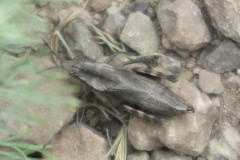 Dracotettix monstrosus