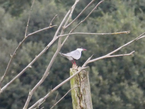 iNaturalist image