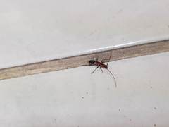 Micropsyrassa stellata