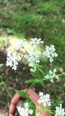 Anthriscus sylvestris