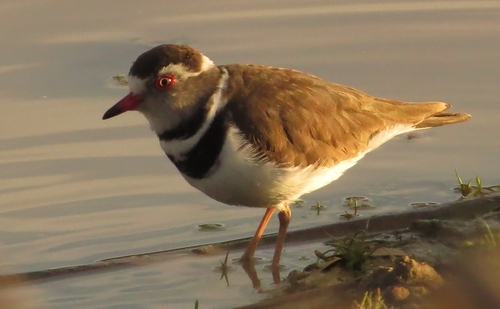 iNaturalist image