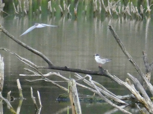 iNaturalist image