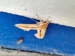 Xylophanes turbata