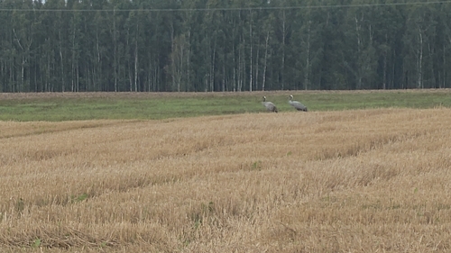 Common Crane