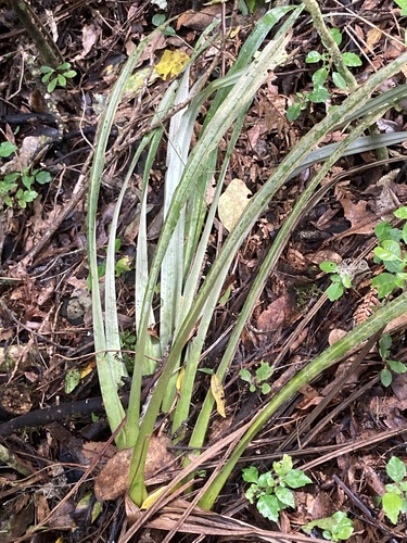 Astelia microsperma observed 2026-09-06